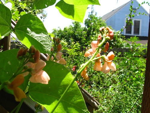 Phaseolus coccineus