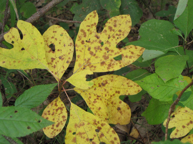 sassafras leaves in fall