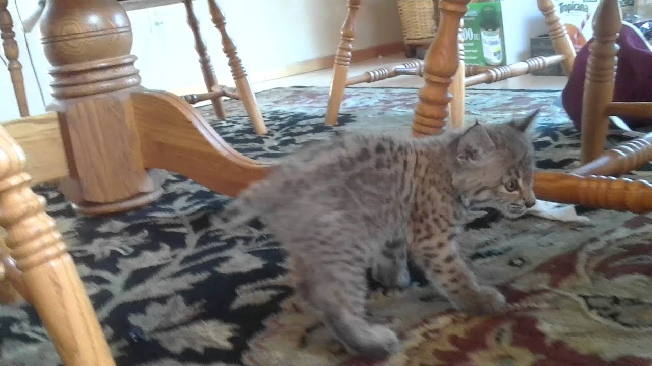 Bobbie Pet Bobcat - YouTube