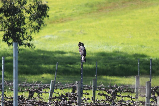 Black cockatoo at Hay Shed Hill winery