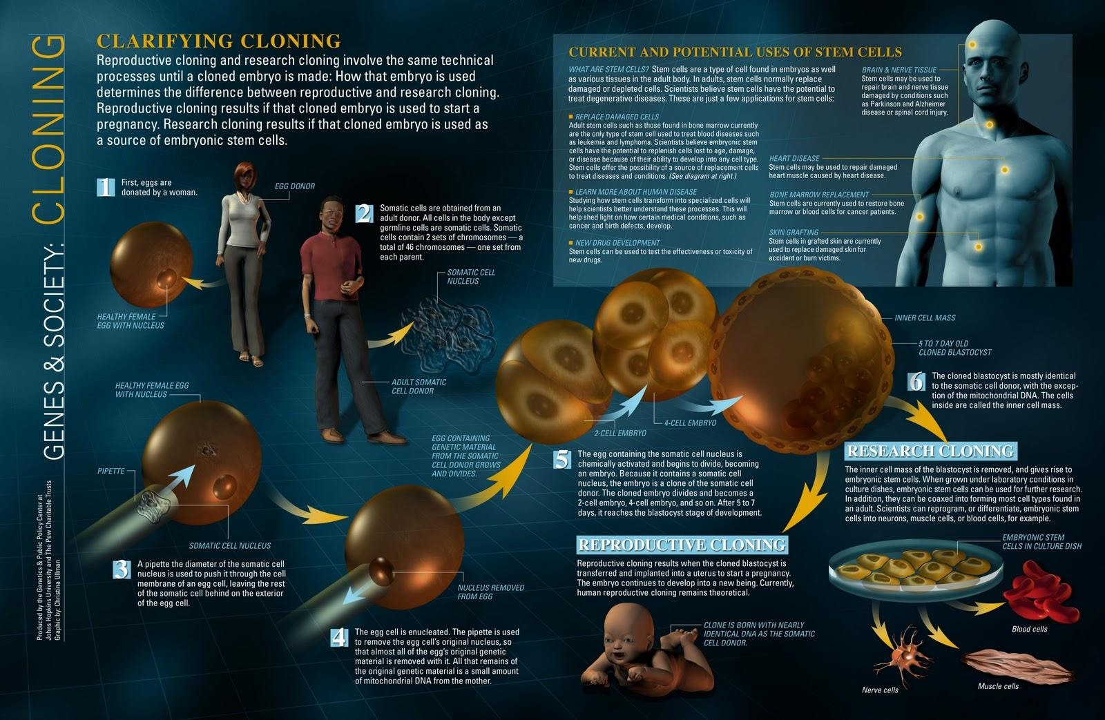 cloning_infographic_final2