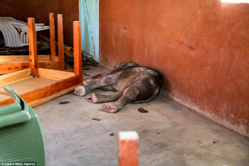 Слон из ее стада затоптал насмерть местную жительницу детеныш, животные, история, кения, люди, мир, слониха, спасение