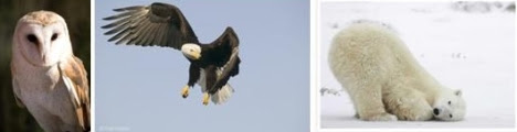 Burung Hantu - Burung Elang dan Beruang Kutub