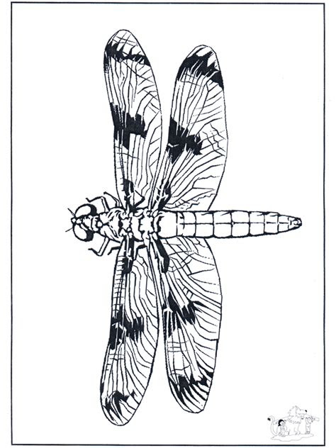 libelle  kleurplaat insecten