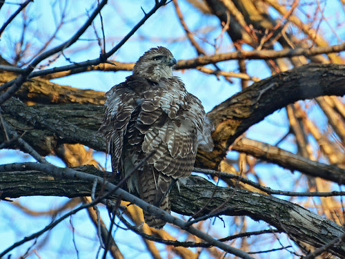 Juvenile Red-Tailed Hawk (6219)