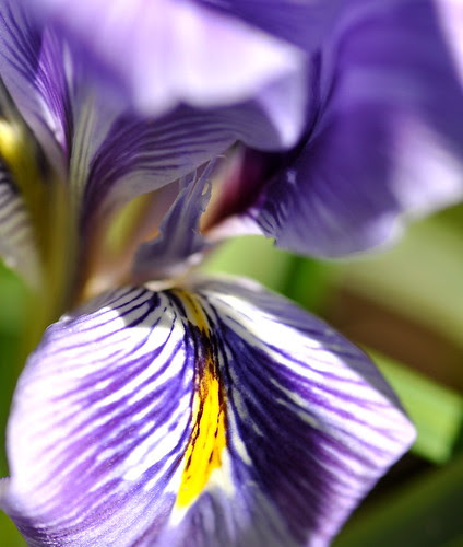 winter iris