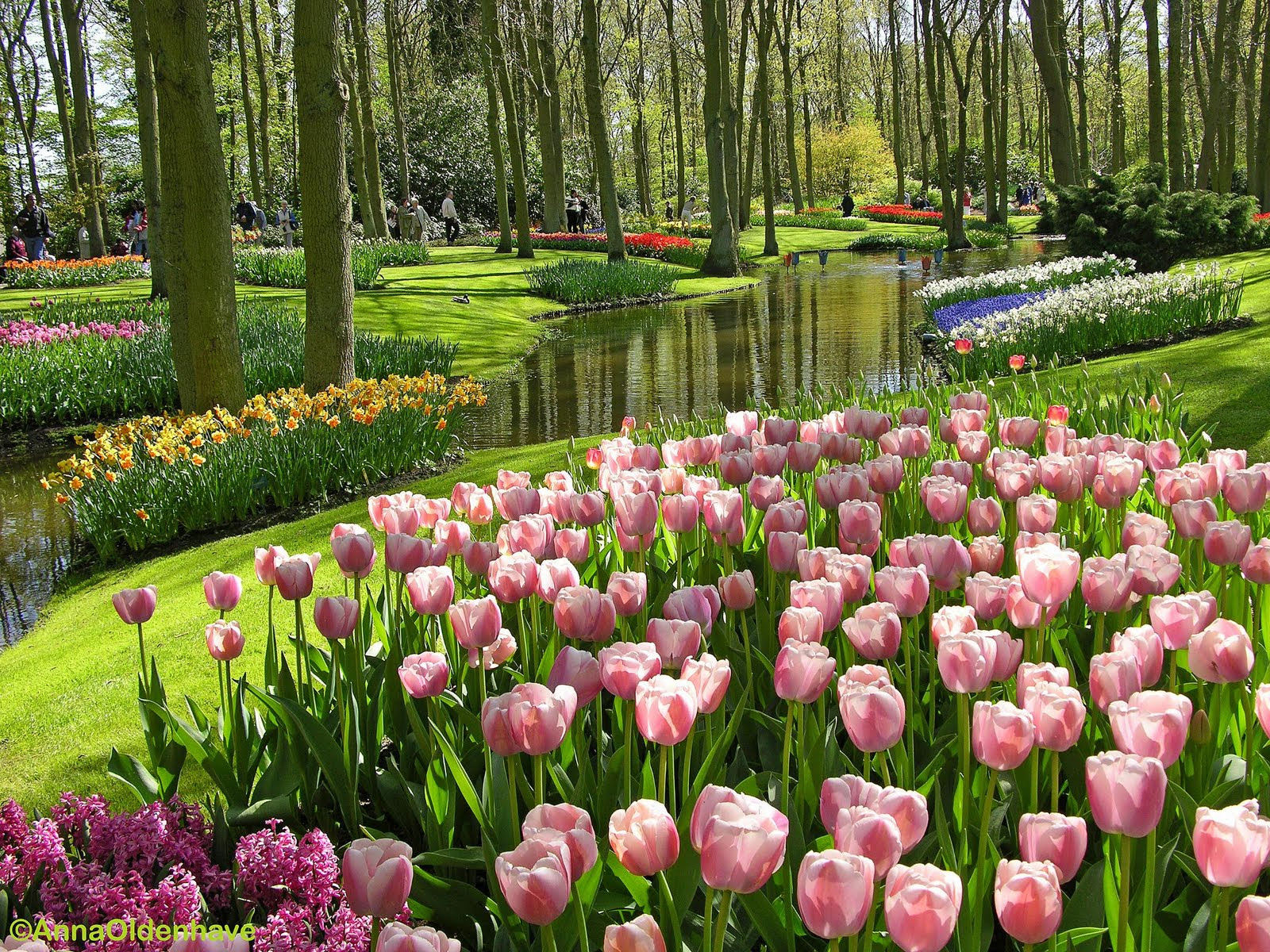 12 FAKTA MENARIK TENTANG BUNGA  TULIP