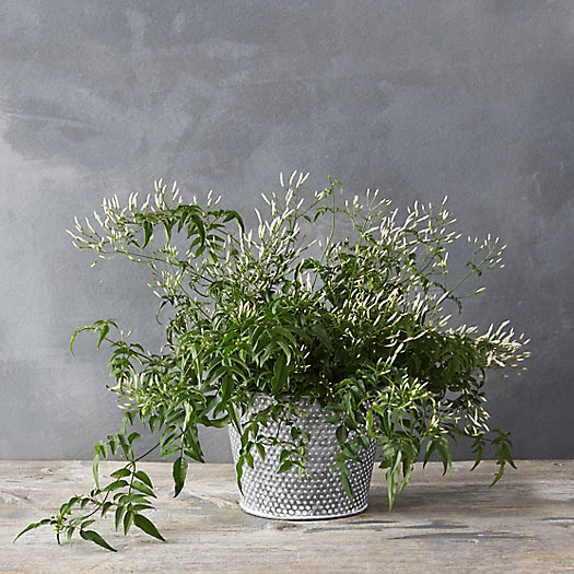 Cascading  Jasmine Dotted Pot Terrain