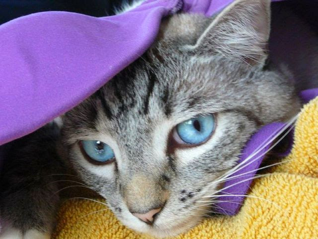 Cats Love Bras Too (37 pics)