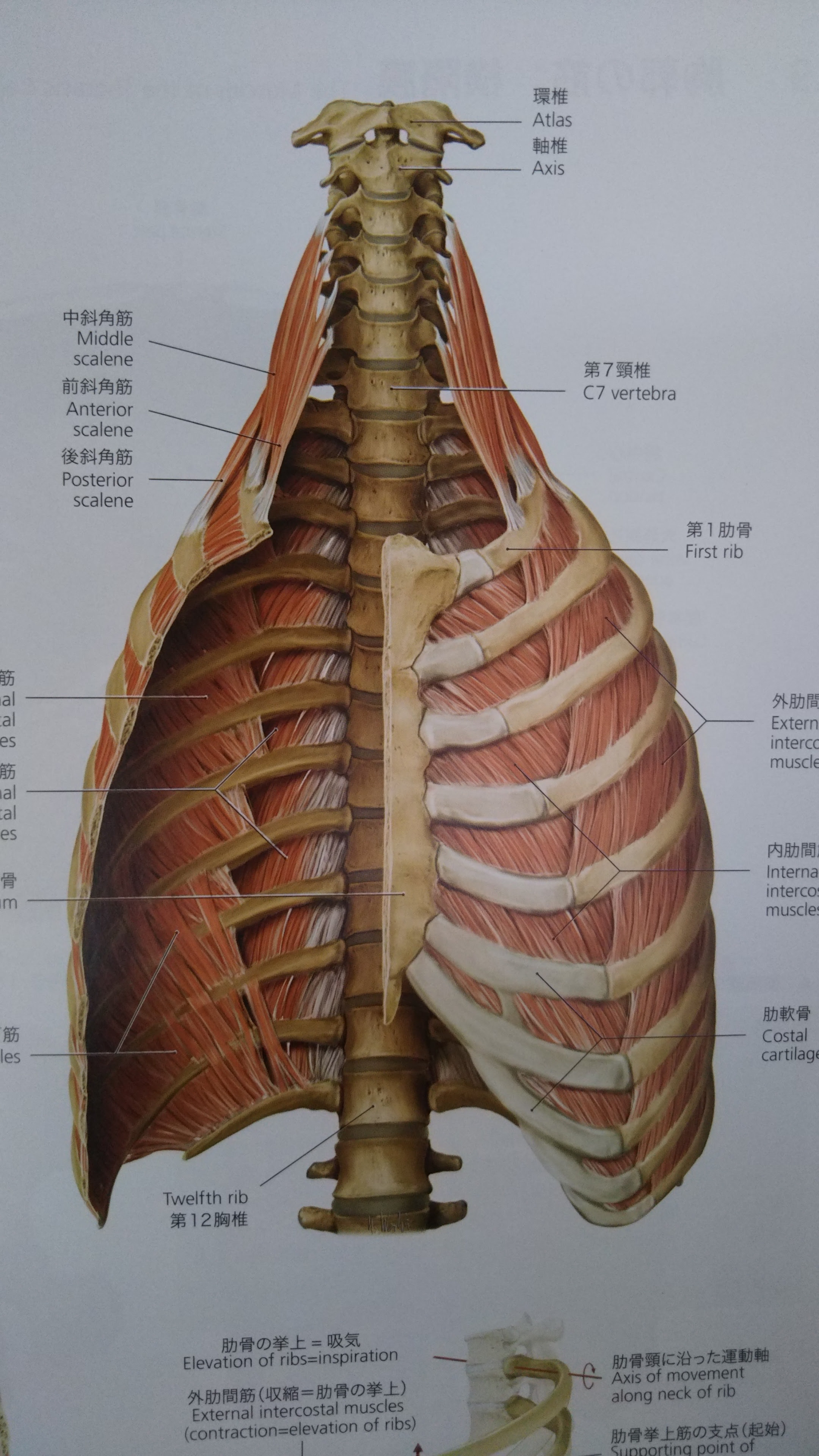 呼吸の話 ヨガを続けている方へ アスリートサポーター 齋野院長のブログ
