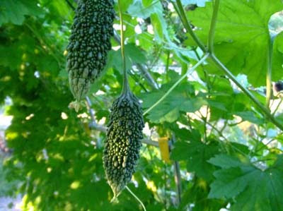 ニガウリの花が咲かない結実しない理由は
