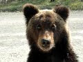 Видео Russian Bears