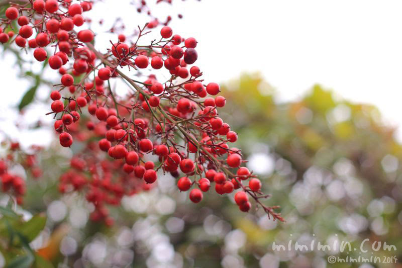 ナンテン 赤い南天の実 の写真 ナンテンの花言葉 みみみんブログ