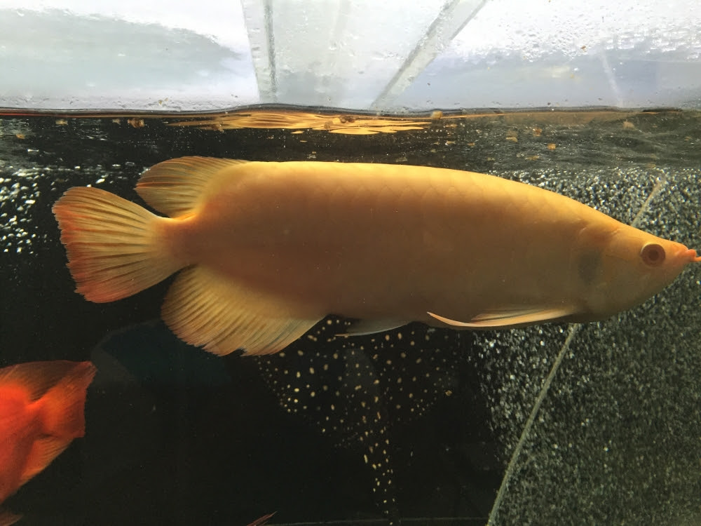 アルビノ レッドアロワナ 古代魚クラブ播州連合