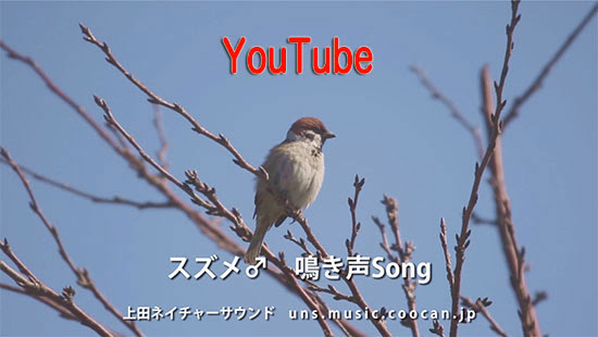 スズメ 上田ネイチャーサウンド 野鳥 鳴き声 野鳥のさえずり 鳥の声 鳥のさえずり