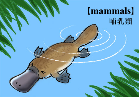 オッチョコリーナの英語教室 Mannmals 哺乳類 カモノハシくん 気ままにイラスト ケロニクル