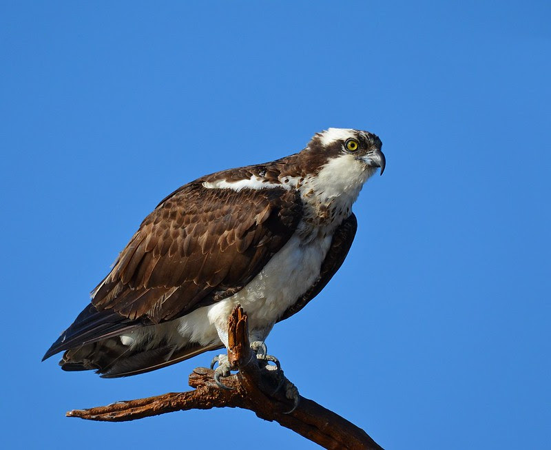 Osprey 