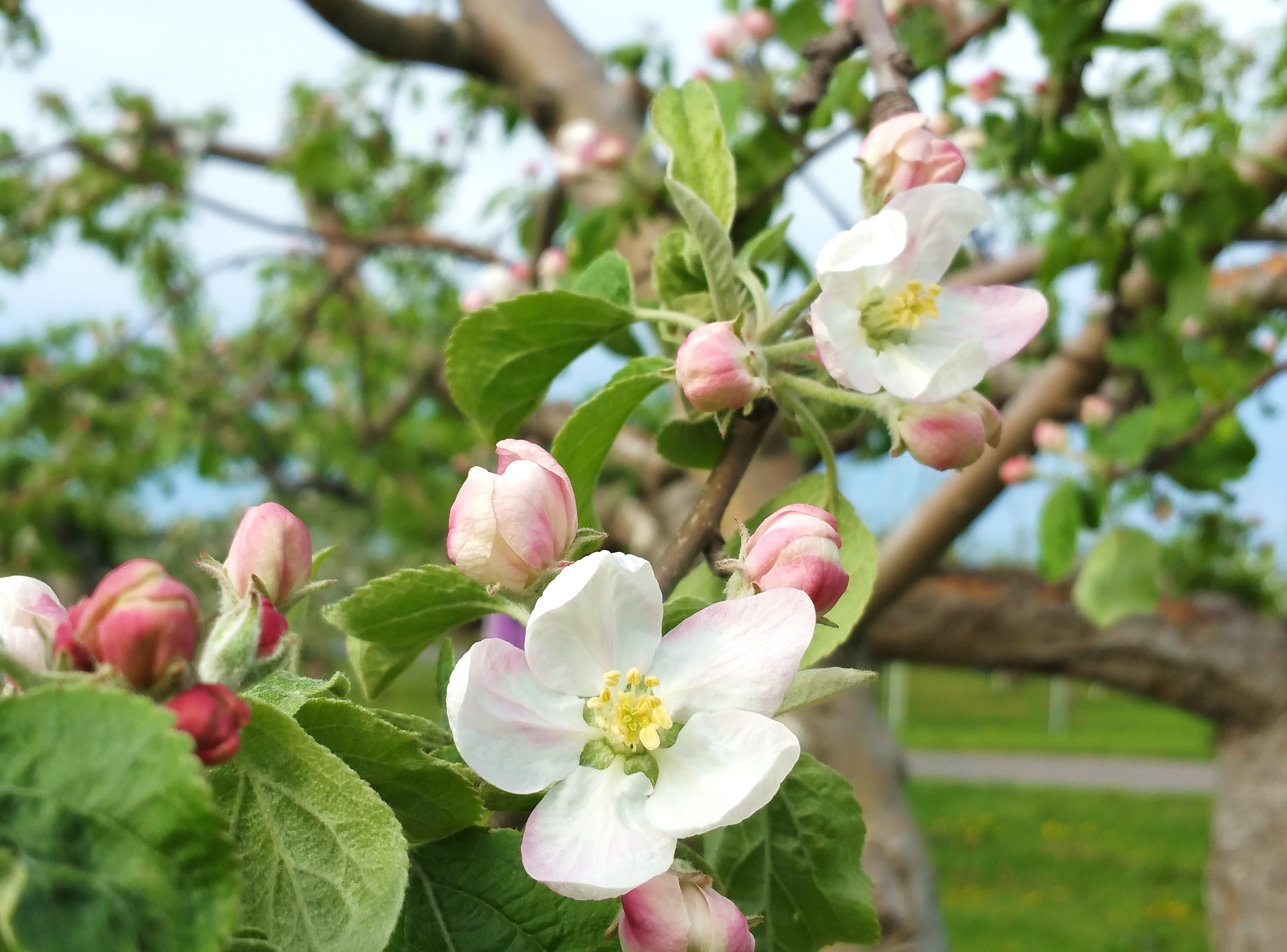 りんごのお花見 品種ごとに花を比較してみよう りんごの惑星 Planet Of The Apples