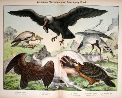 biomedicalephemera: Accipitres competing over carrion. Of course none of these birds would be found in the same part of the world, but this is an excellent comparison between the Old World vultures and the New World vultures. The Egyptian vulture and Griffon vultures are considered Old World vultures, as is the Lammergeier. However, the Lammergeier is not closely related to the other Old World vultures, aside from the Egyptian vulture.  New World vultures are not closely related to Old World vultures, but are superficially similar (they look alike). New World vultures (such as the California condor and turkey vulture) have an excellent sense of smell, and are often the first scavenger at the scene of the death. These are the ones that are popularly depicted as circling overhead when someone or something is dying. Old World vultures have a poor sense of smell, but good eyesight, and tend to follow other birds to carcasses, then fight them away from it. Natural History of the Animal Kingdom for the Use of Young People. W. F. Kirby, 1889. 