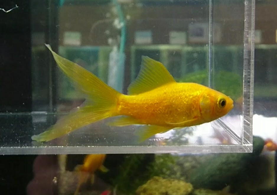 鉄魚 キラキラコメット 入荷情報 熱帯魚ショップ セルバス川口店