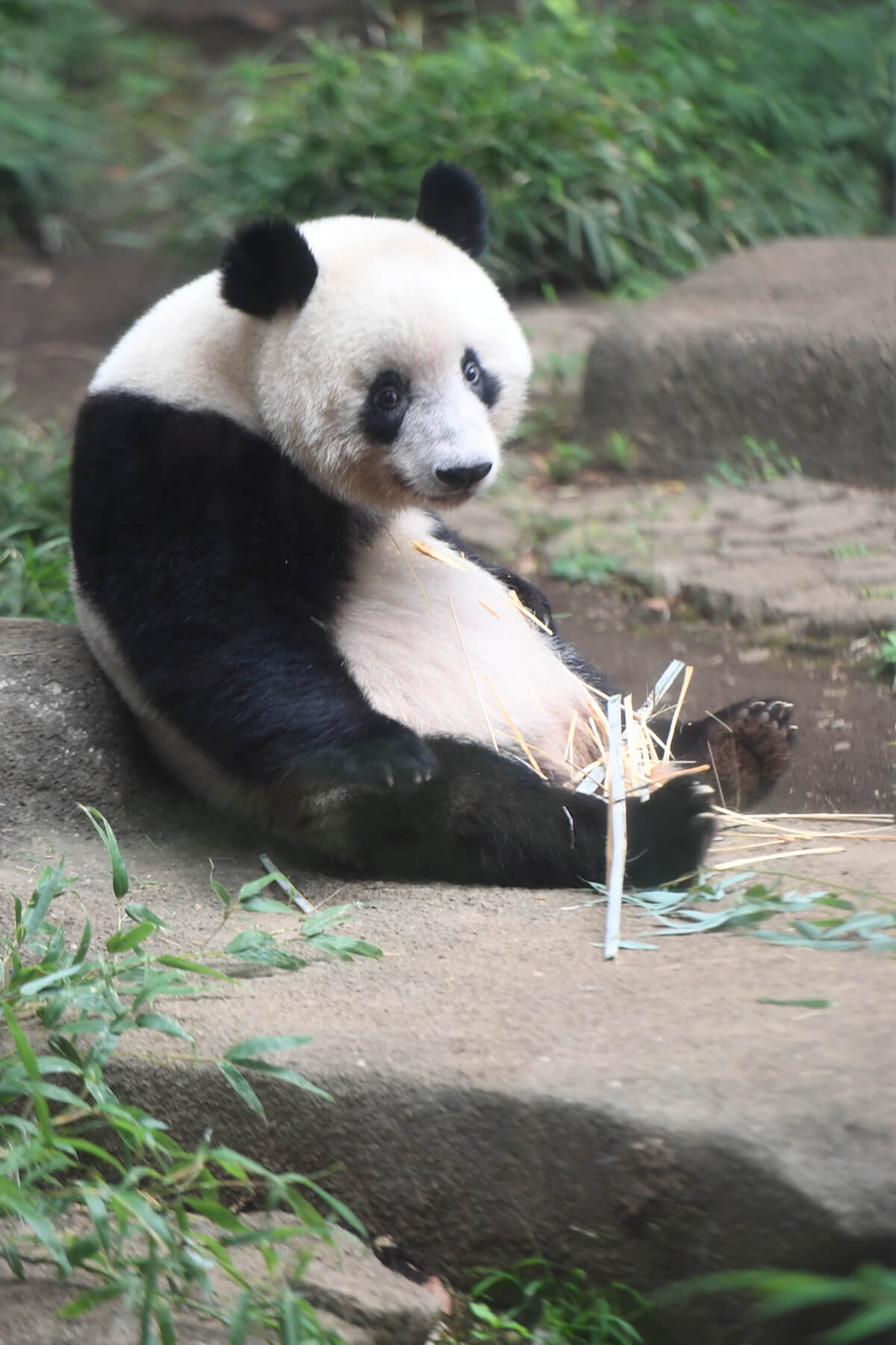 今日のパンダ 2569日目