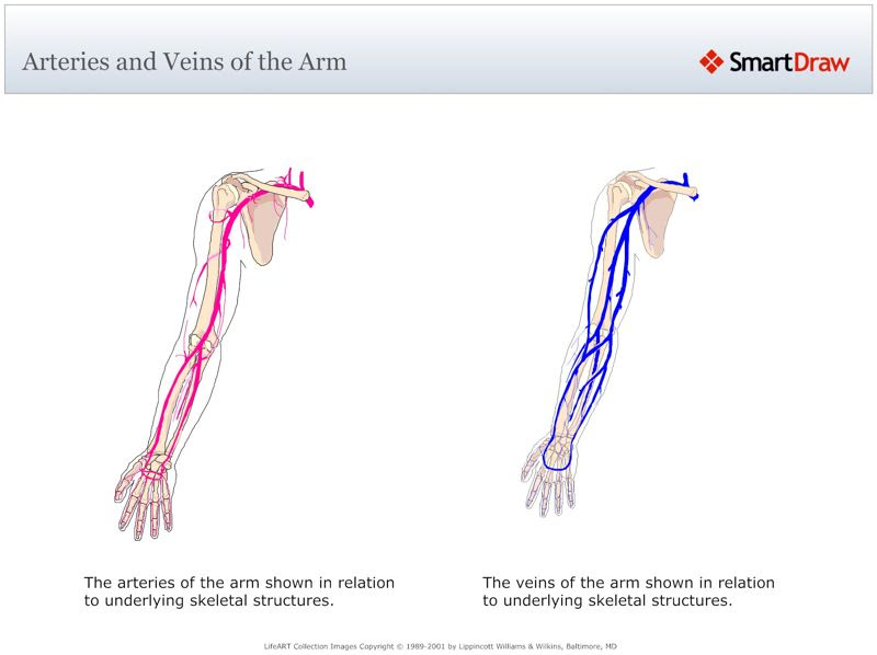 Arteries_and_Veins_of_the_Arm