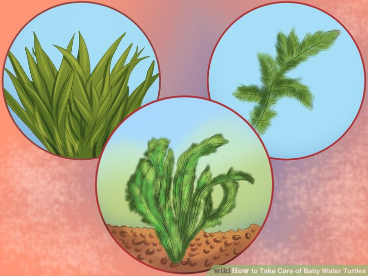 Take Care of Baby Water Turtles Step 11 Version 2.jpg
