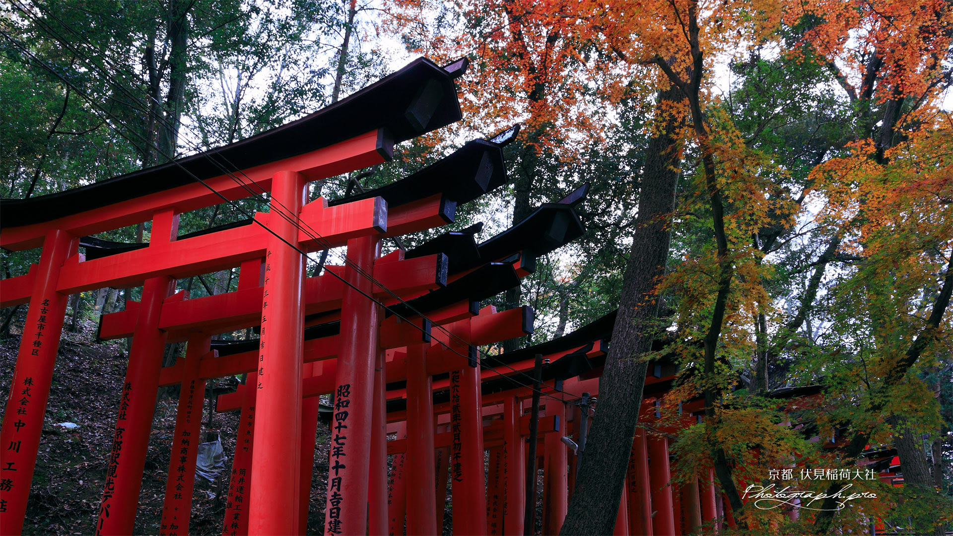 伏見稲荷大社 お山の鳥居と紅葉 の壁紙 19x1080
