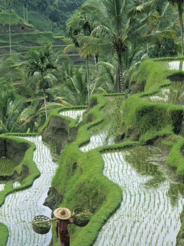 Rice Fields, Central Bali, Indonesia  by Peter Adams