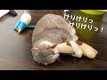 25 ++ 猫 けり けり 269715