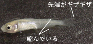 メダカ治療室 カビや寄生虫 プティ メダカ