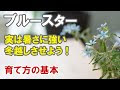 [最も共有された！ √] ブルースター 苗 349401