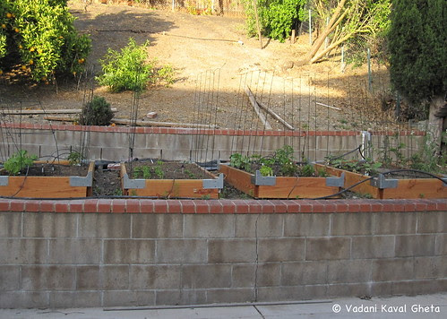Vegetable Garden 