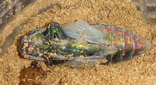 タマムシ 萌萌虫雑記帳