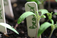 tomato 081