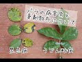 √100以上 薔薇 黒星病 薬 148086-薔薇 黒星病 薬