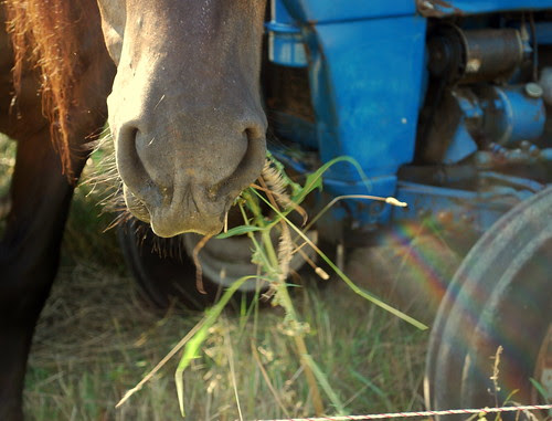 Watsons Farm chewing horse