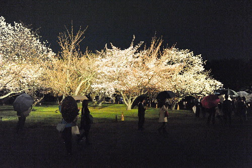 Japan trip - Sakura in Kyoto 2012.