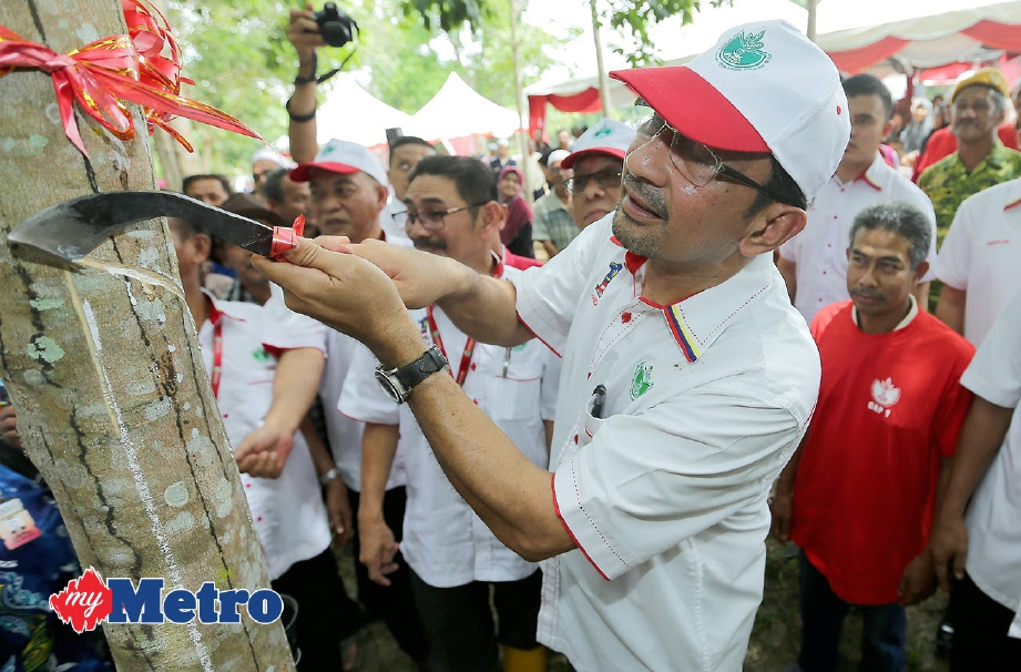 RISDA dedah ketum beri pulangan RM1000 satu hektar berbanding kepala sawit cuma RM150