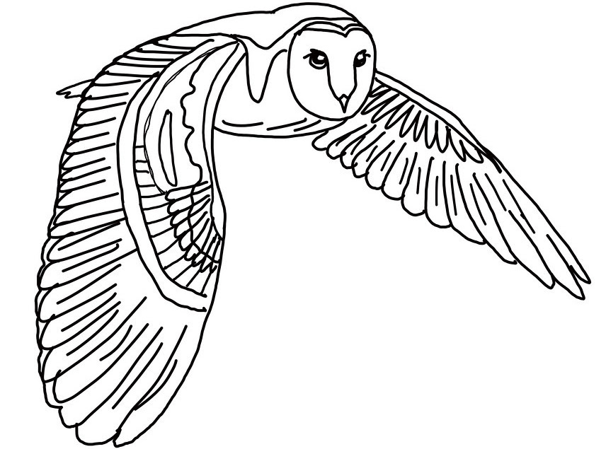 Realistic Barn Owl Drawing at GetDrawings | Free download This printable bird coloring page is decorated with a flying owl that is soaring over tree tops.