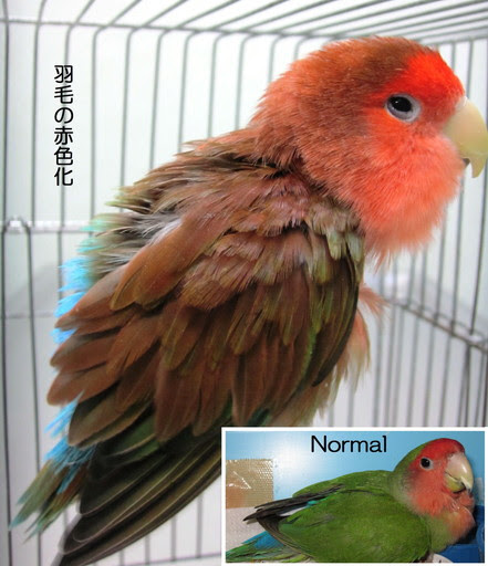 羽色異常 うしょくいじょう 鳥の辞典 あ行
