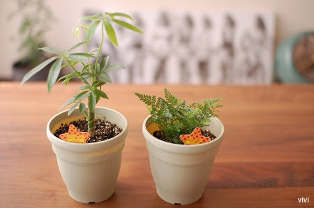 100均ダイソーの観葉植物カポックが大きくなったよ 女の戦い 激安ネットショップ情報 楽天ブログ