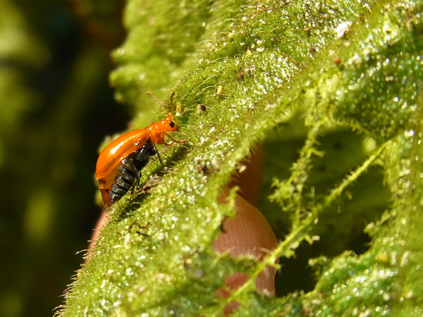 キュウリに集まる虫 １ 虫散歩