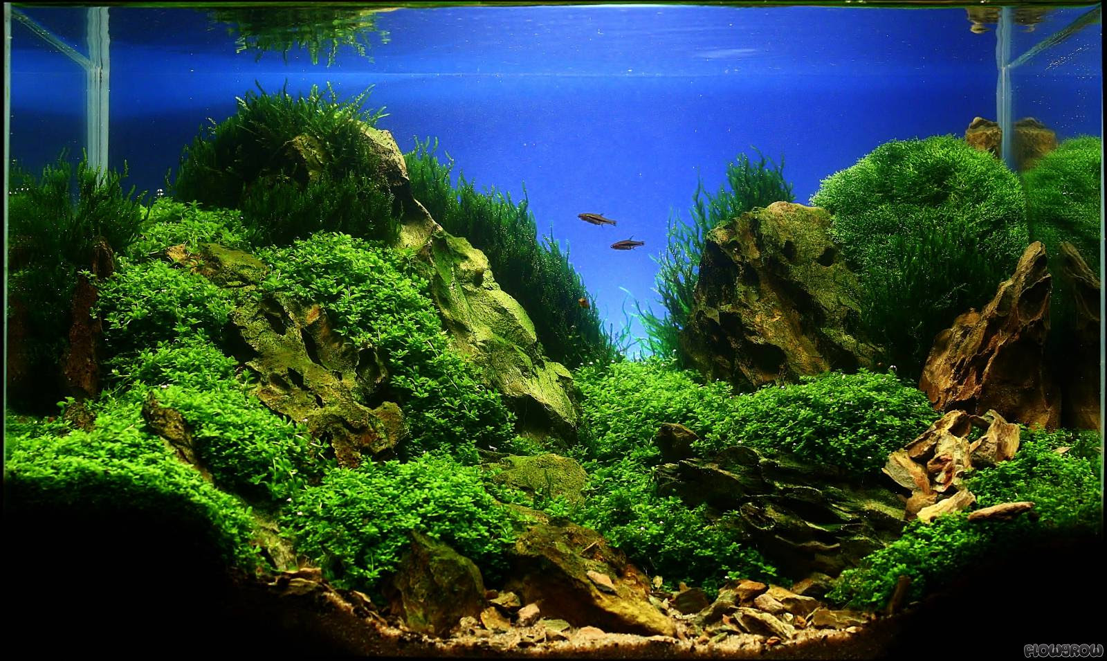 Rocks  Flowgrow Aquascape/AquarienDatenbank