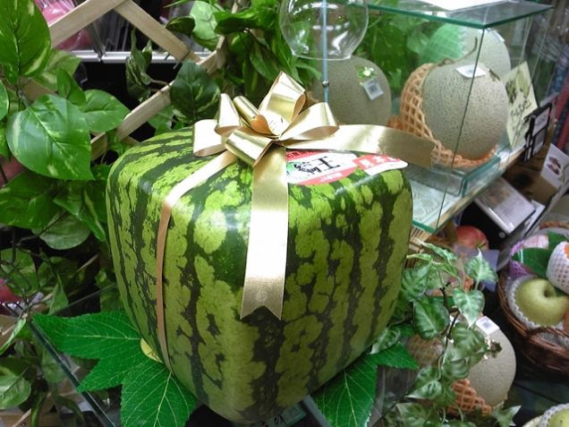 البطيخ المربع