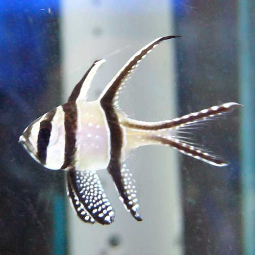 パウパウにいる海水魚の一部ご紹介 熱帯魚ショップパウパウアクアガーデン