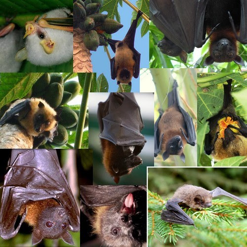 Le Bebe Chauve Souris