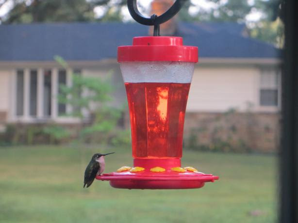 Hummingbird Food Recipe - Food.com