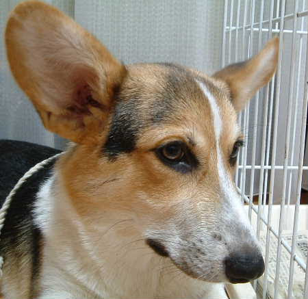 ５カ月児のゴウ君はひと味違うのだ コーギー犬画像あり 帰って来たかえるのへや 楽天ブログ