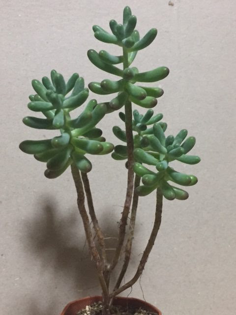 セダム 八千代 徒長中 カクタスアンクル日記 サボテン 多肉植物